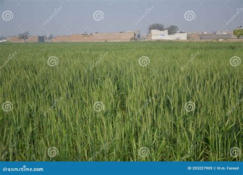 Landscape Hd Image Of Common Wheat Stock Image Image Of Worldwide Seed 203227909