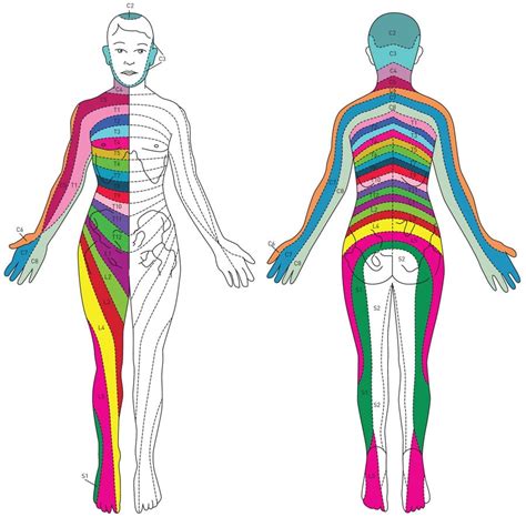 Spinal Nerve Pathway Bonati Spine Institute - Dermatomes Chart and Map