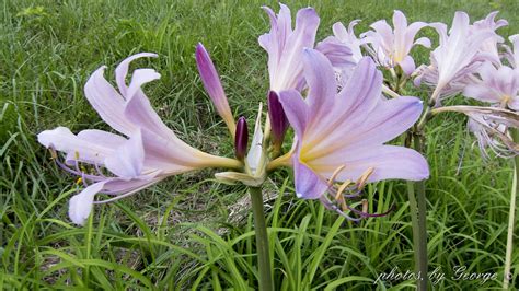 Whats Blooming Now Resurrection Lily Lycoris Squamigera