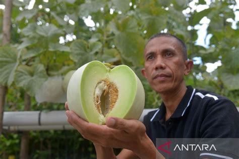 FOTO Pertanian Hidroponik Perkotaan ANTARA News Aceh