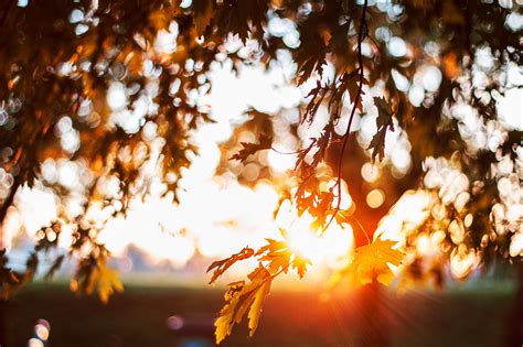 Sunlight Depth Of Field Bokeh Leaves Nature Outdoors Closeup Low