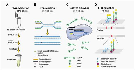 前沿资讯CRISPR检测新动向 CRISPR 铜绿假单胞菌 Cas12a 猪链球菌 新动向 病原体 镰刀菌 资讯 检测 前沿 血清 方法