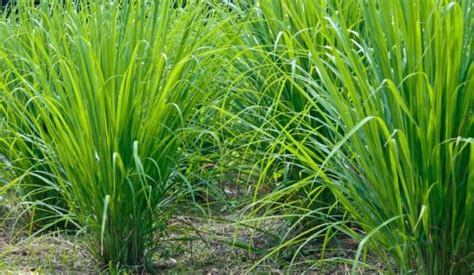 anim agro technology fakta tentang serai  petua