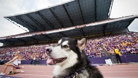 Pin By Ally Asbjornsen On UW Husky Mascot Washington Huskies Uw Huskies