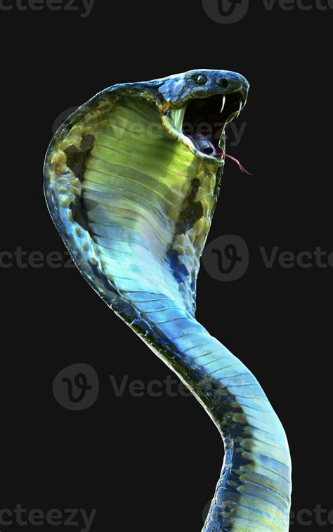 3d Illustration Close-Up of King cobra snake attack isolated on dark ...