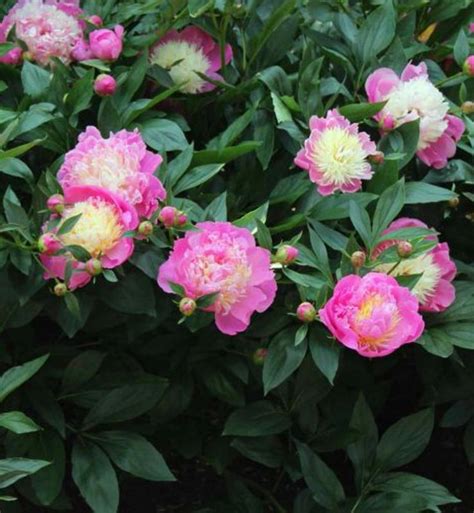 Piwonia Chi Ska Bowl Of Beauty Ac Paeonia Lactiflora Kod