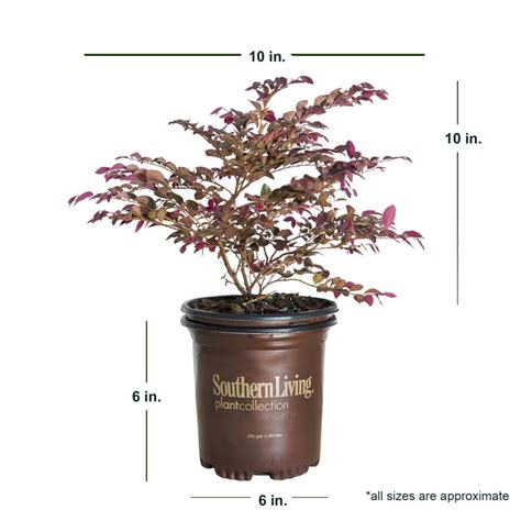 Southern Living Plant Collection 2 5 Qt Purple Daydream Dwarf