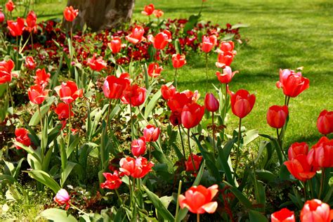 Fotos gratis naturaleza flor pétalo florecer floral tulipán