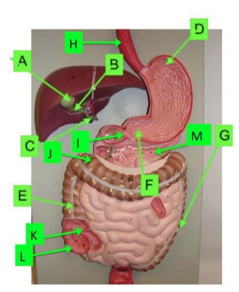 Lab Practical 3 Digestive System System Digestive Model 1 Diagram