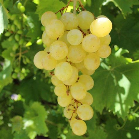 Vigne Matilde C Page Blanc D Origine Italienne Pr Coce Et Productif