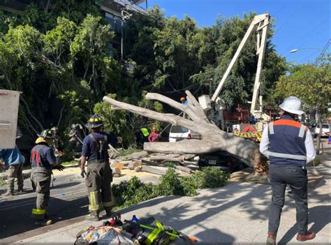 Cae árbol monumental de 20 metros en Narvarte Poniente te contamos