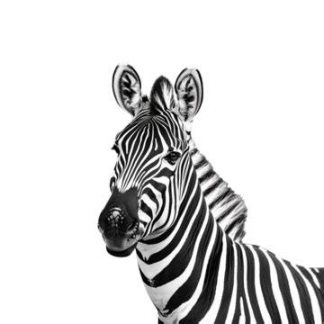 Zebra Head Close Up, Close Up Shot, Animal Photography, Zebra Head PNG Transparent Image and ...