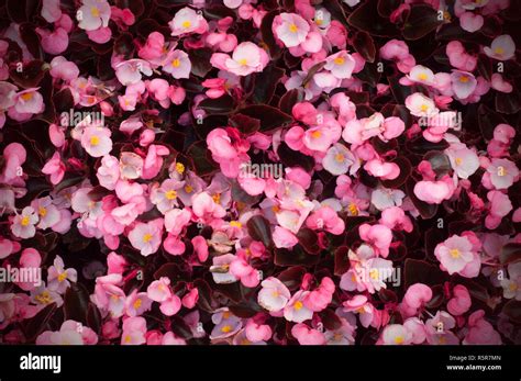 Close Up Of Lush Blooming Of A Lot Of Begonias With Pink Flowers