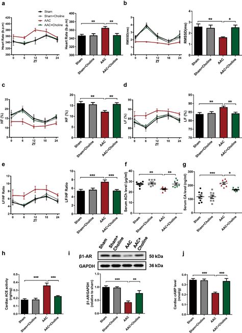 Amelioration Of Circadian Disruption And Calcium Handling Protein