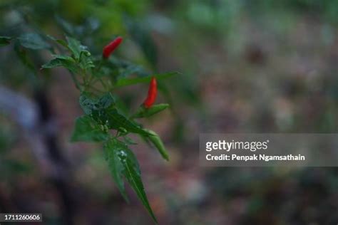 Thai Pepper Plant Photos and Premium High Res Pictures - Getty Images