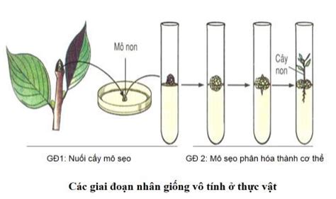 Công Nghệ Tế Bào Là Gì ? Gồm Những Công Đoạn Thiết Yếu Nào? Gồm Những ...