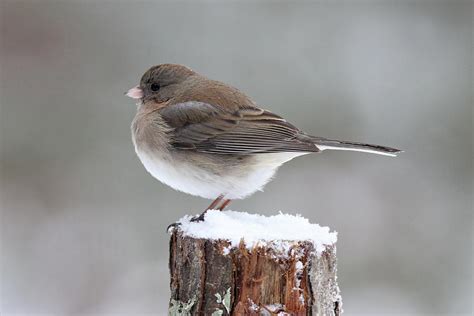 Female Winter Junco Photograph By Sue Feldberg Fine Art America