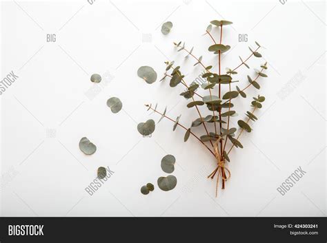 Eucalyptus Bouquet. Image & Photo (Free Trial) | Bigstock