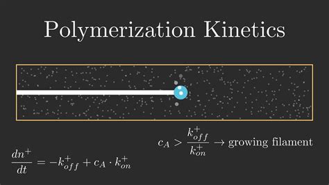 Polymerization Kinetics Of An Actin Filament YouTube