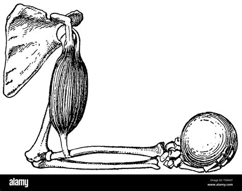 bent arm  res stock photography  images alamy