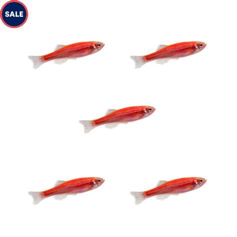 GloFish Starfire Red Danio 5 Pack For Freshwater Tanks