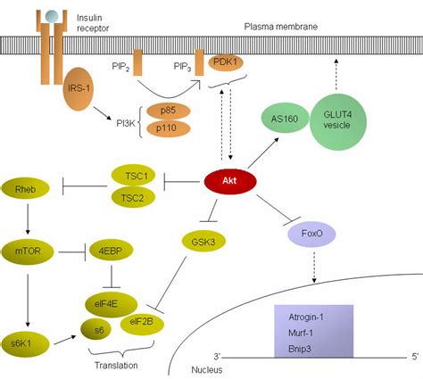 1 Various Components Of The Insulin Signaling Pathway Orange Download Scientific Diagram