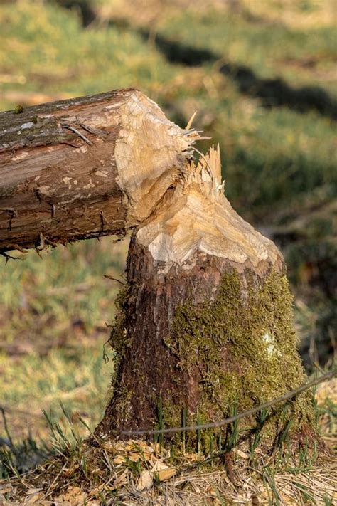 Kostenlose Foto Baum Natur Wald Wildnis Ast Holz Blatt Blume