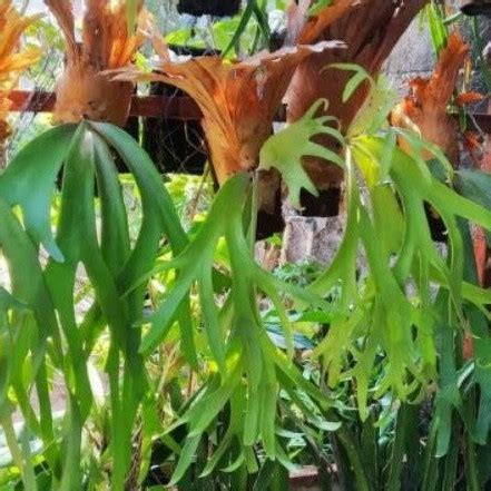 Jual Tanduk Rusa Tanaman Paku Tanduk Rusa Shopee Indonesia