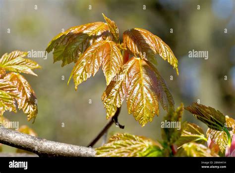 Hojas de sicomoro aceraceae fotografías e imágenes de alta resolución