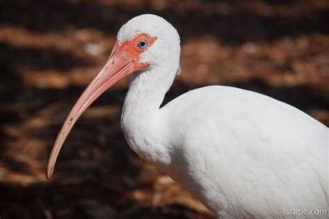 American White Ibis Photograph by Adam Romanowicz