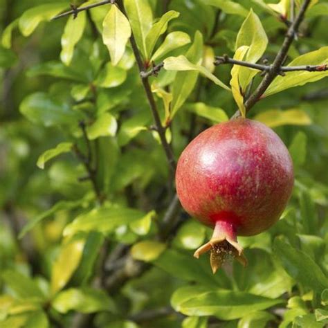 How To Grow A Pomegranate Tree In Arizona Tifany Galvan