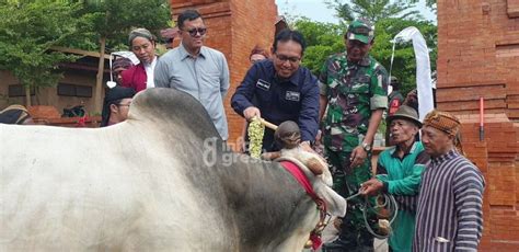 ruwat rojokoyo tradisi warga gosari memandikan hewan sapi pakai air