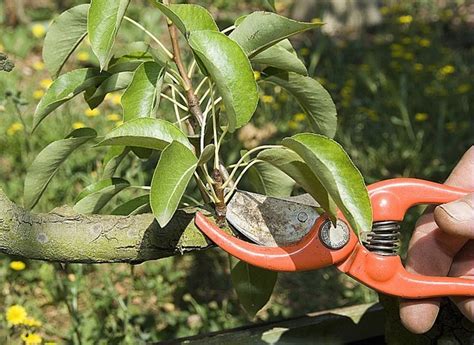 M Thode De Taille Pour Chaque Arbre Fruitier