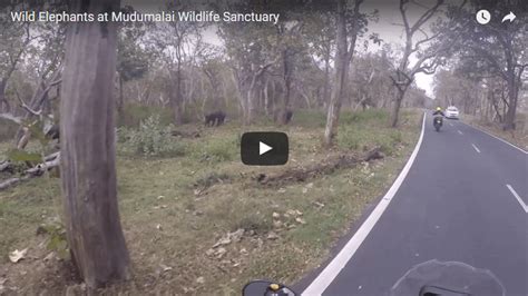 Wild Elephants At Mudumalai Wildlife Sanctuary – Deelip Menezes