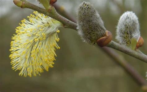 White willow, from short fiery bark shrubs to tall Rivendell-worthy giants