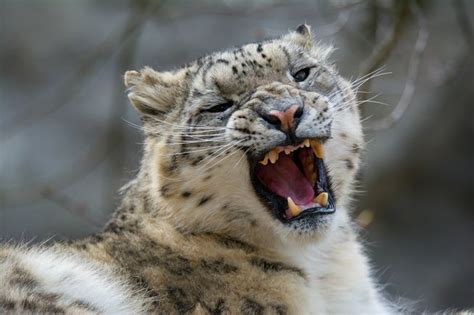 Also Known As An Ounce These Beautiful Big Cats Are One Of The Most