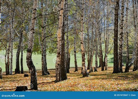 Birch Grove Tian Shan Kyrgyzstan Stock Image Image Of Gold Orange