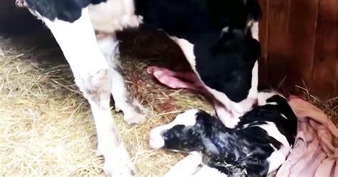 Mucca Incinta Fugge Dal Camion Che La Stava Portando Al Macello