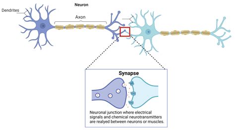 Neuroplasticity | UC Davis Biotechnology Program