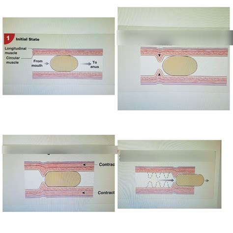 motility  digestion diagram quizlet