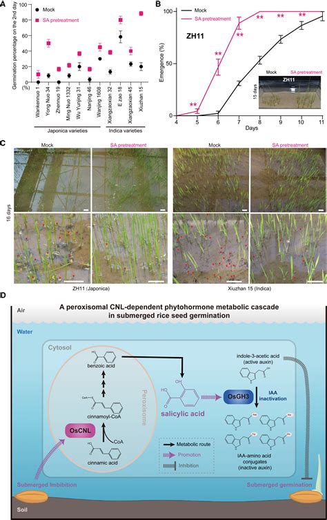 A Peroxisomal Cinnamate Coa Ligase Dependent Phytohormone Metabolic