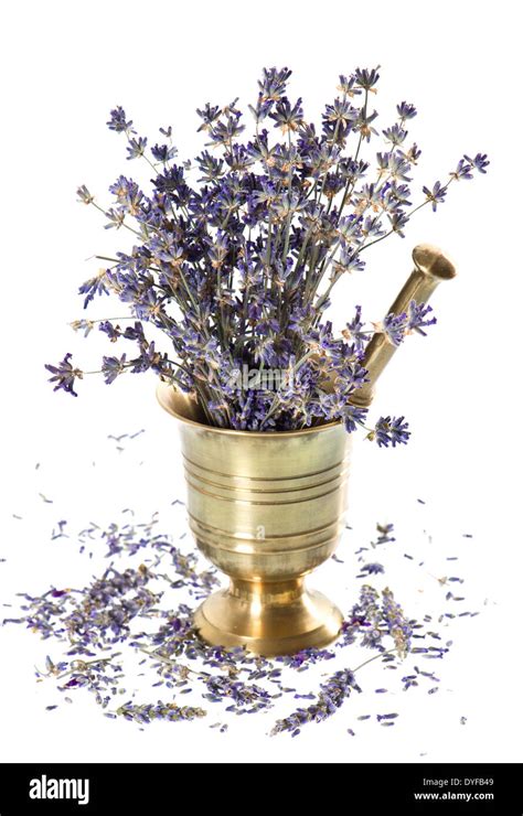 Vintage Mortar With Dry Lavender Flowers Over White Stock Photo Alamy