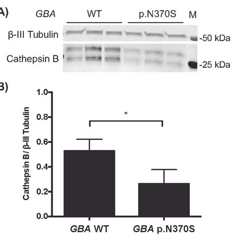 Cathepsin B Protein Expression Is Decreased In IPSC Derived Neurons