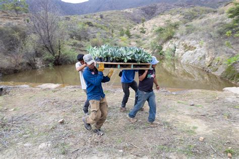 Todo listo para arrancar la Jornada Estatal de Reforestación 2024 en