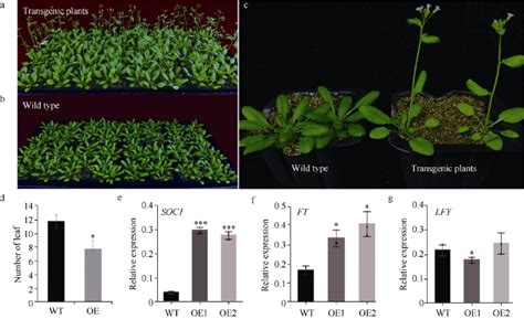 棉花gbstk基因调控开花和黄萎病抗性的功能研究 中国农业科学院科研学术 Free考研考试