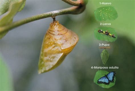 Mariposas Ticas Traspasan Las Fronteras