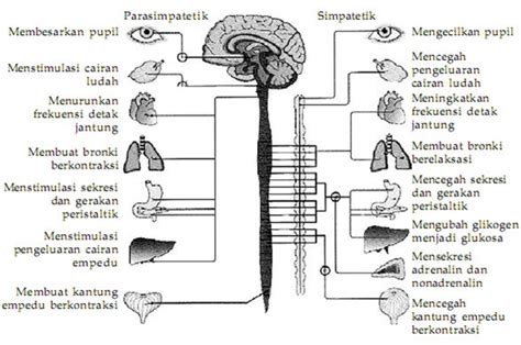 Sistem Saraf Somatik Dan Saraf Otonom Pustaka Pandani