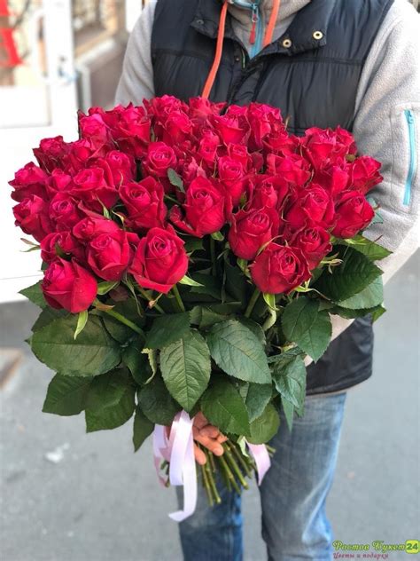 Роза шангри ла фото (51 фото)