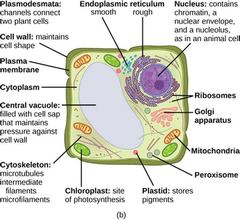 Animal Cell Labeled Diagram With Functions