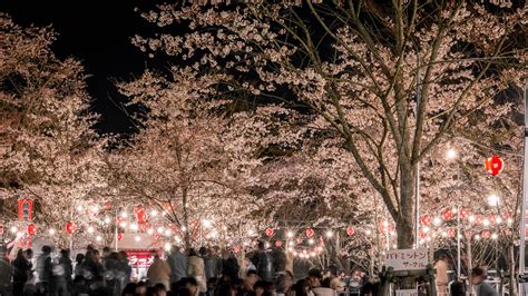 Cherry Blossom Festival Sendai Japan Rjapanpics